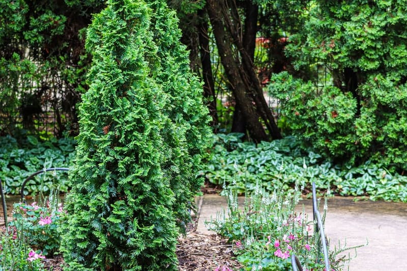 Serene outdoor garden scene featuring vertical shrubs and a paved path, perfect for relaxation and nature enthusiasts.
